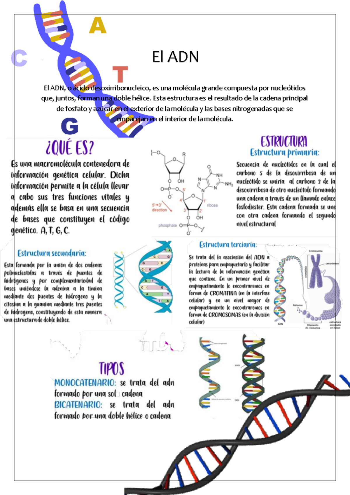 ADN - si si si ssisisisis - matematica 2.0 - El ADN El ADN, o ácido ...