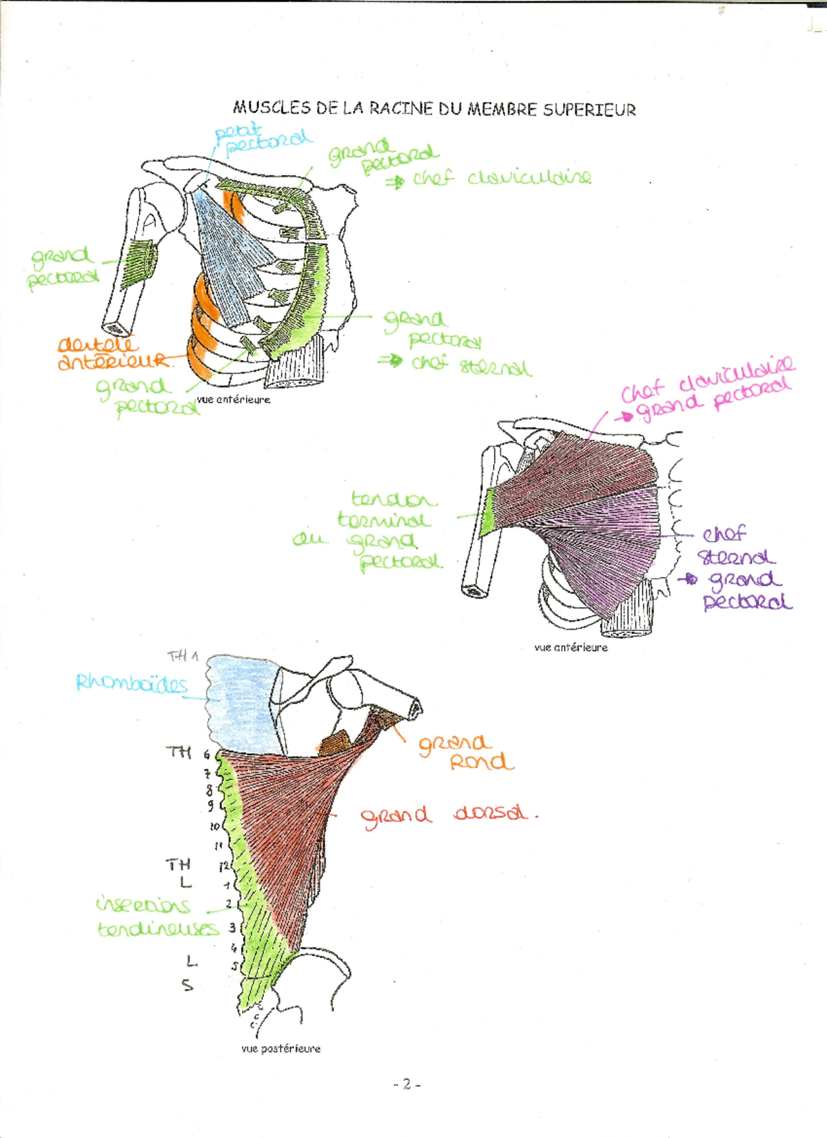 Myologie MS - MUSCLES DE LA RACINE DU MEMBRE SUPERIEUR political grand ...