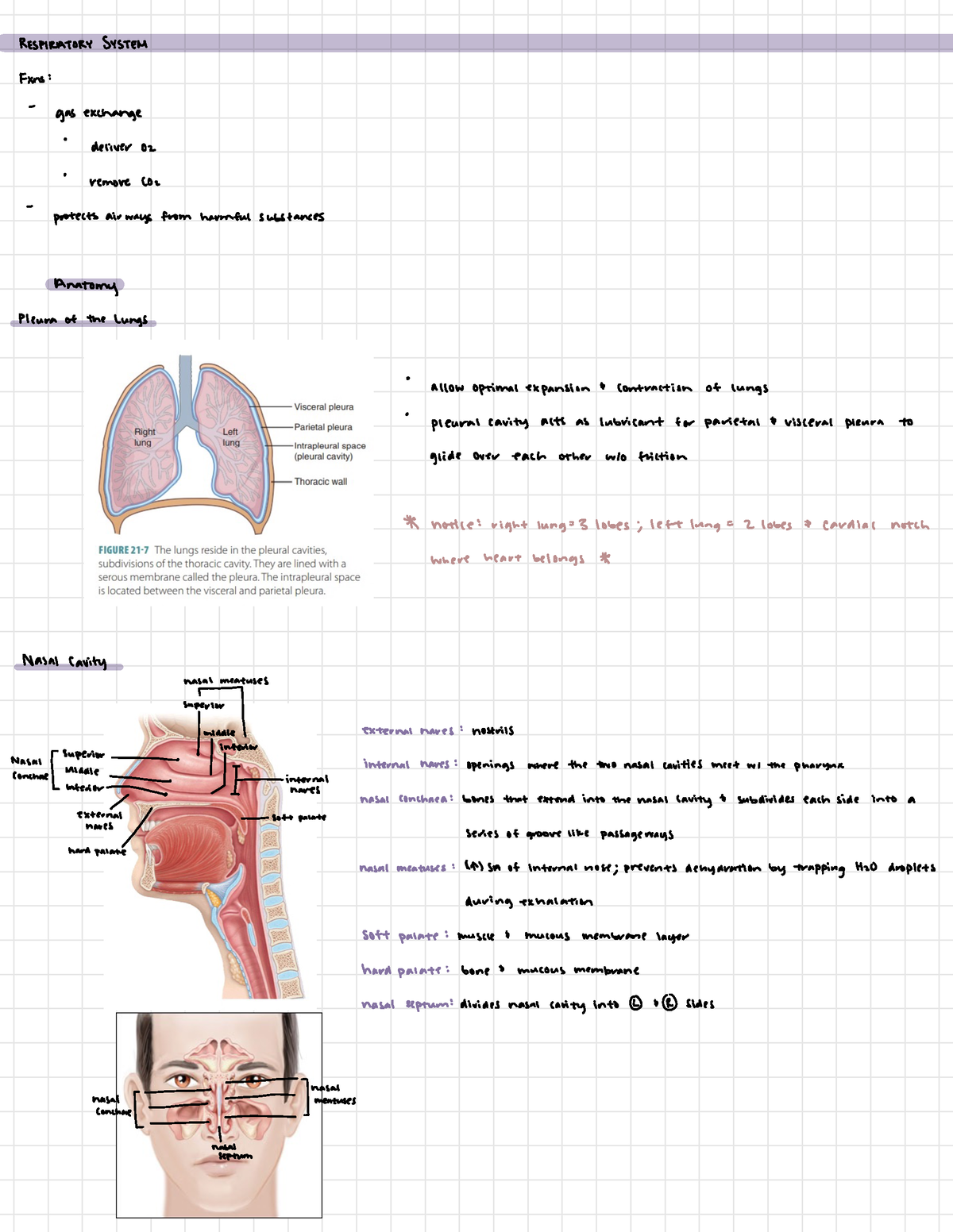 Lab 5- Respiratory Anatomy - Physiology - RESPIRATORYSYSTEM Fxns : Gas ...