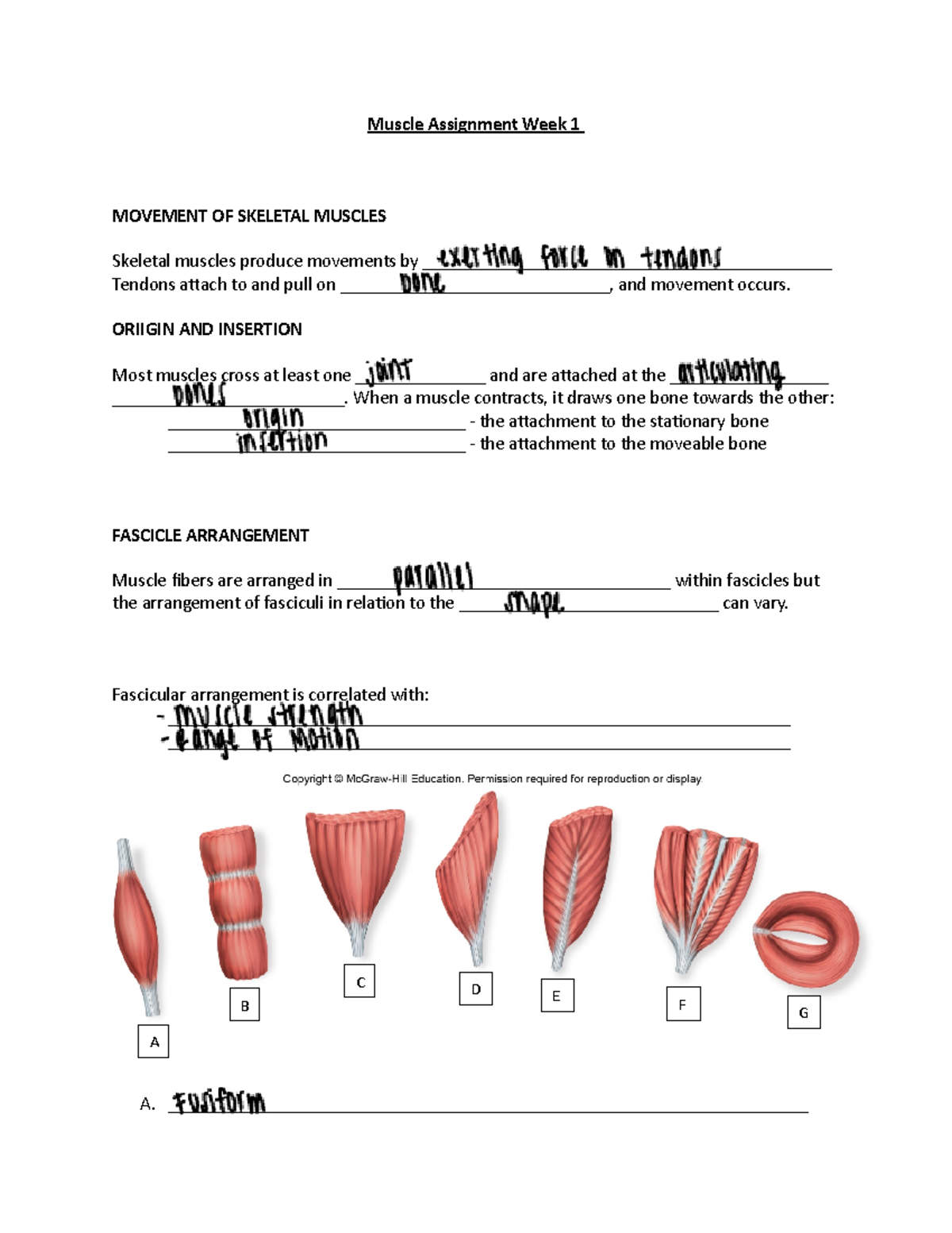 assignment 4 the muscle times needs you