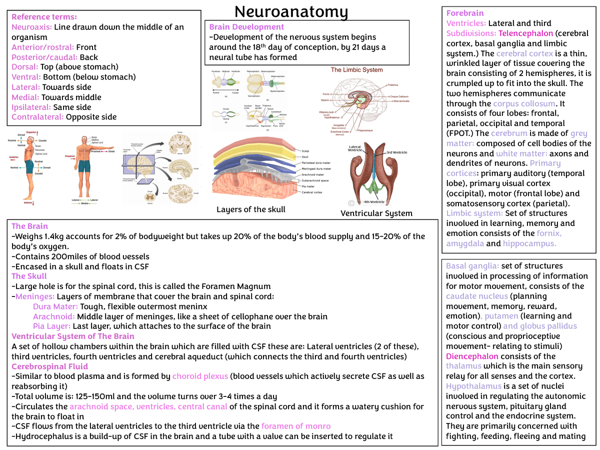 Neuroanatonmy - Brain/behaviour Anatomy For Lecture 1 - Reference Terms ...