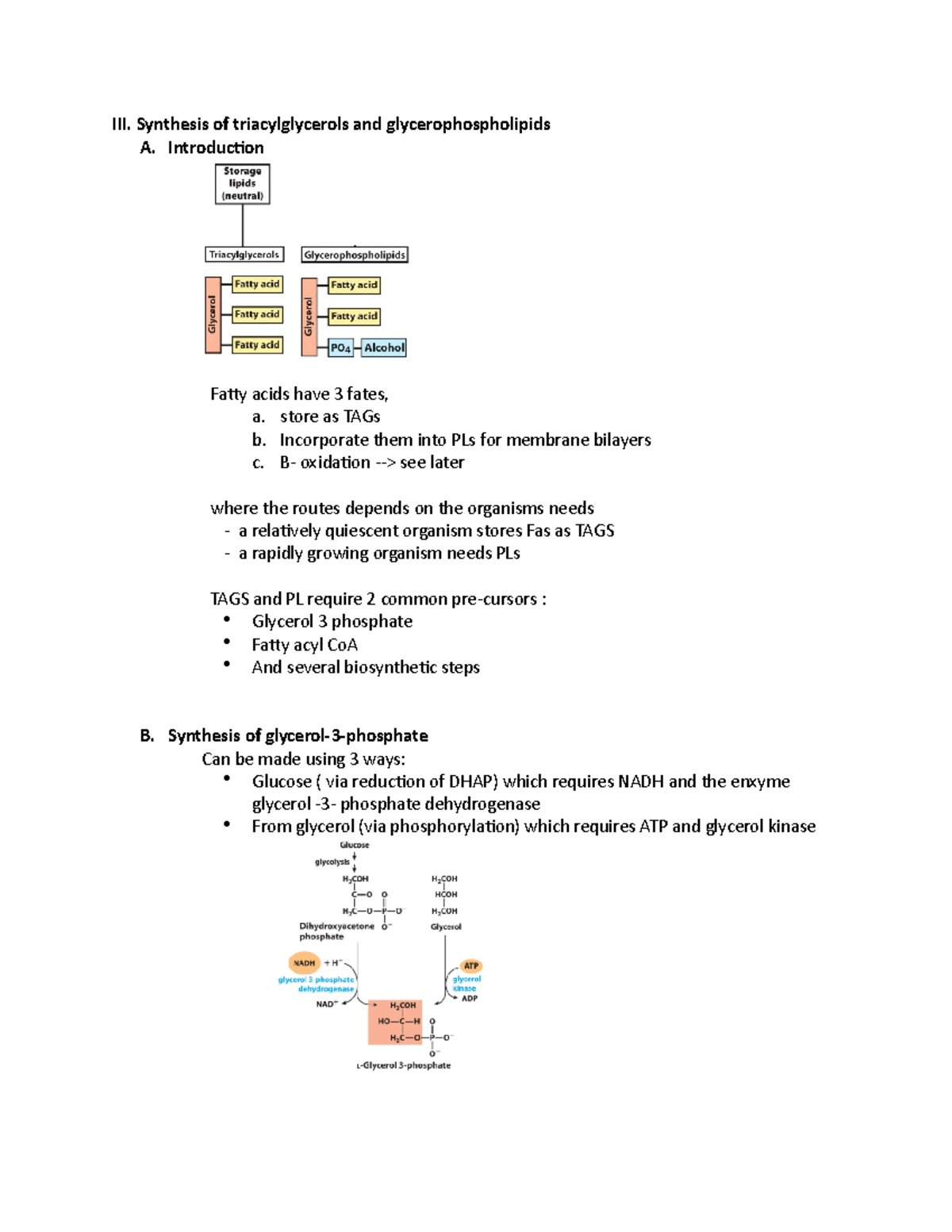 Triacylglycerides synthesis - III. Synthesis of triacylglycerols and ...