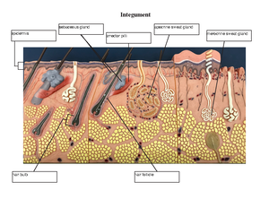 Lecture exam #4 review - Human Anatomy/Bio 160 Lecture Exam #4 ...