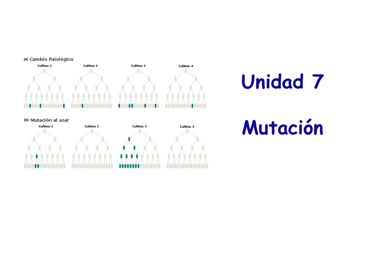 U7 Mutación - Resumen Genética - Unidad 7 Mutación Concepto De Mutación ...