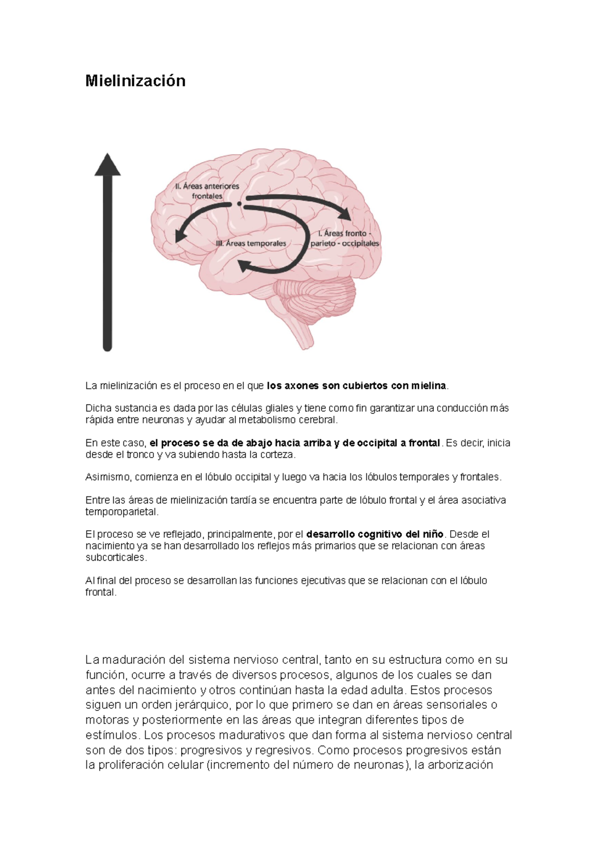 Mielinización La Mielinizacion En Las Neuronas Mielinización La Mielinización Es El Proceso 6696