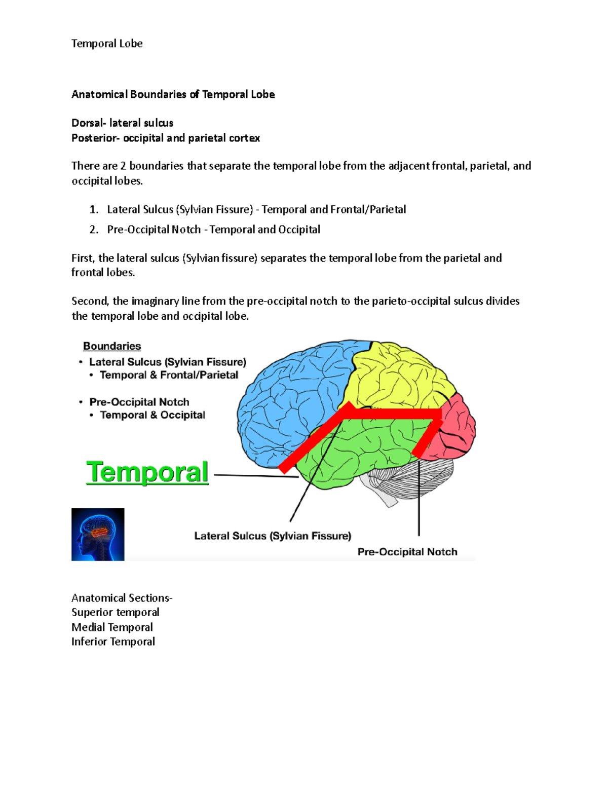 Temporal Lobe Lecture Notes Anatomical Boundaries Of Temporal Lobe Dorsal Lateral Sulcus 5006