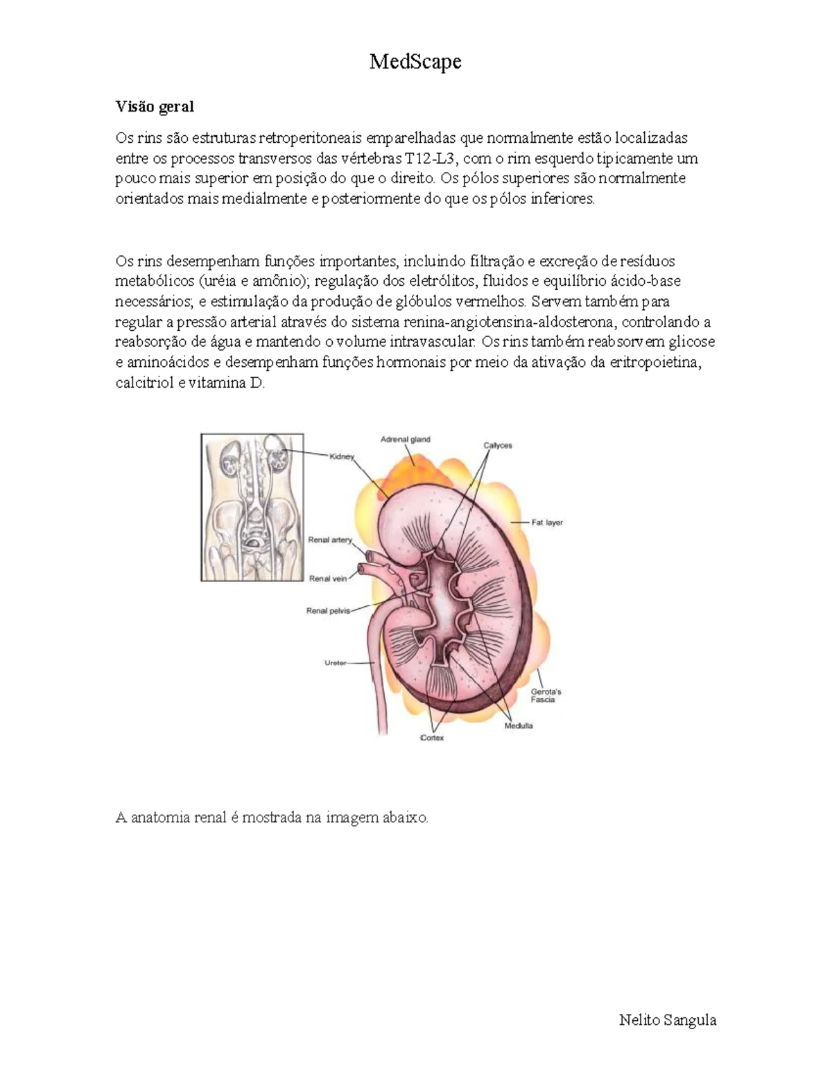 Anatomia do Rin S pt.II - Visão geral Os rins são estruturas ...