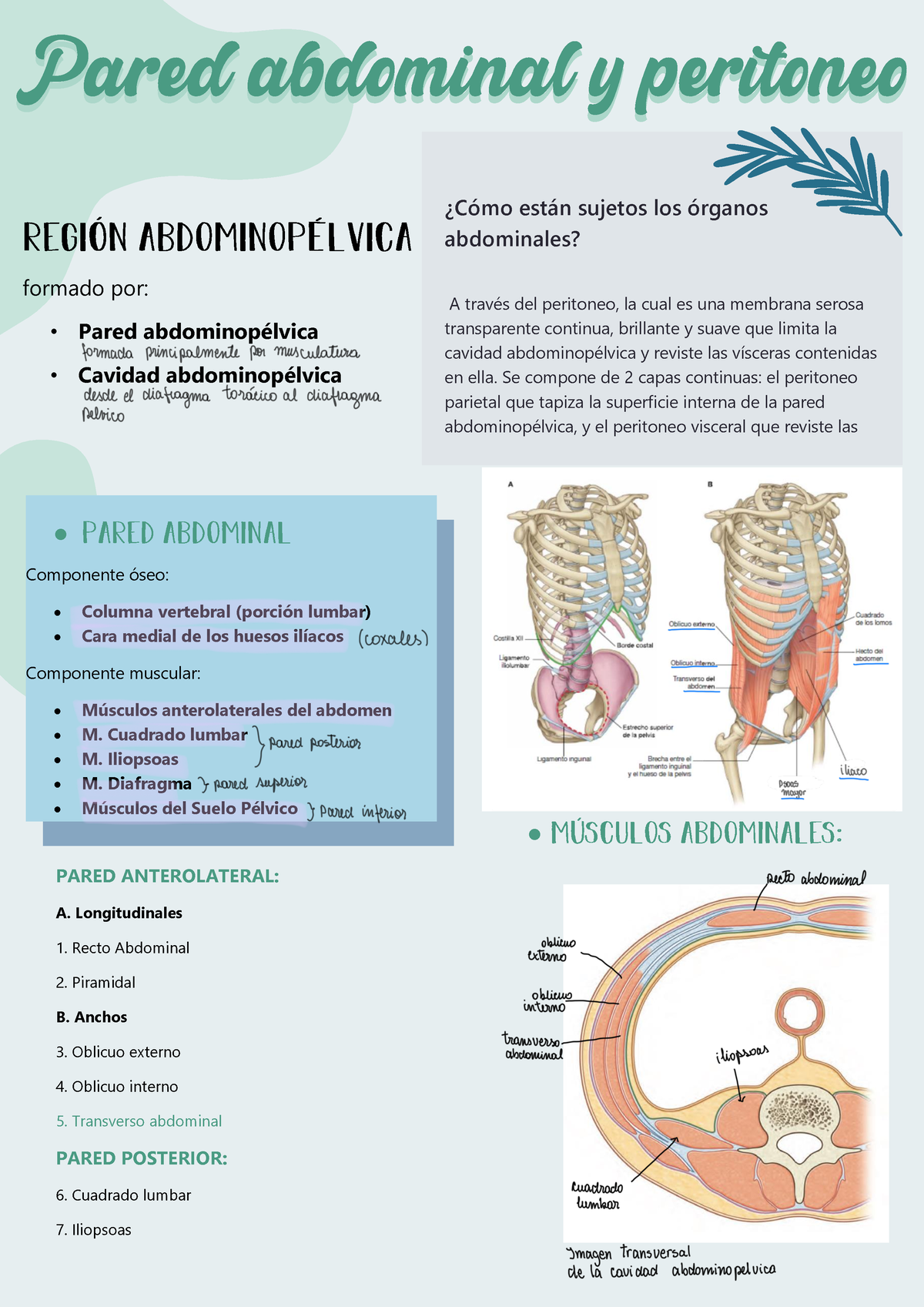 Apuntes Abdominal PARED ANTEROLATERAL A Longitudinales Recto Abdominal Piramidal B Anchos