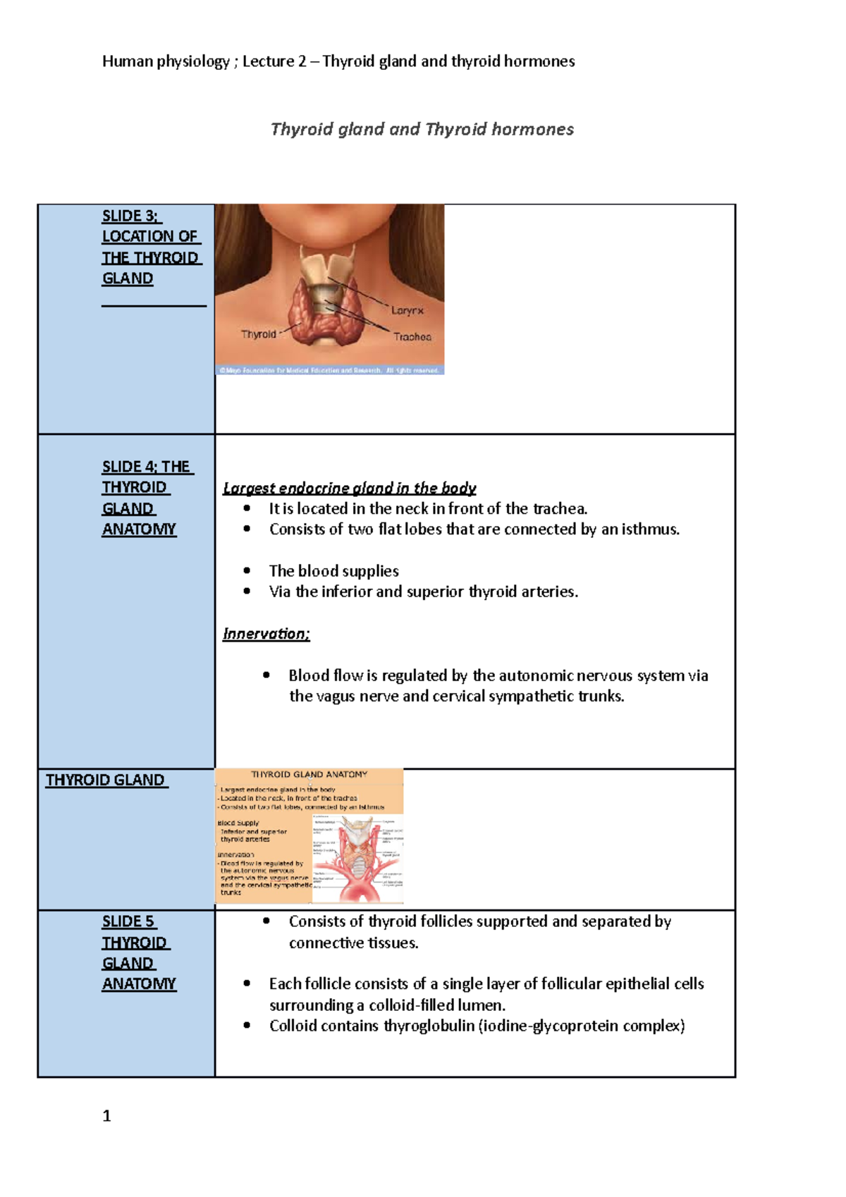 Lecture 2 - Thyroid gland -Human Physiology - Thyroid gland and Thyroid ...