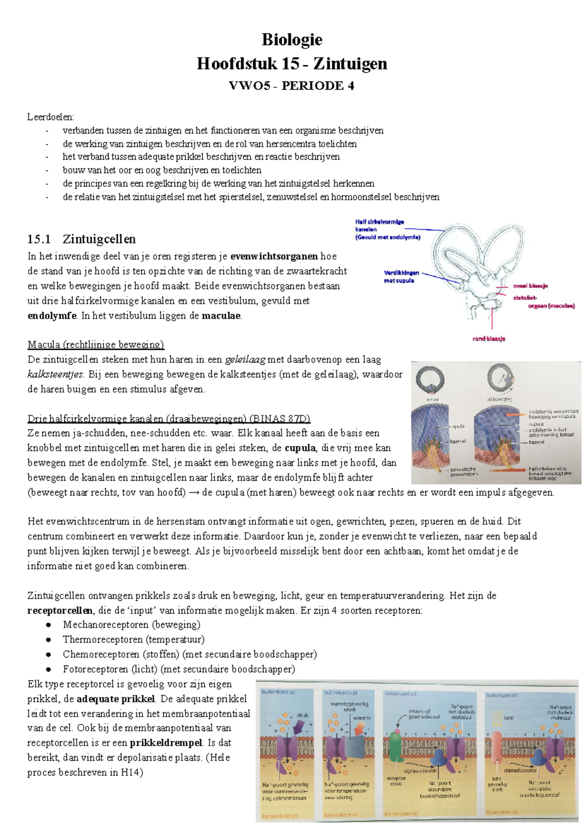 Biologie H15 Zintuigen (Nectar) - Biologie Hoofdstuk 15 - Zintuigen ...