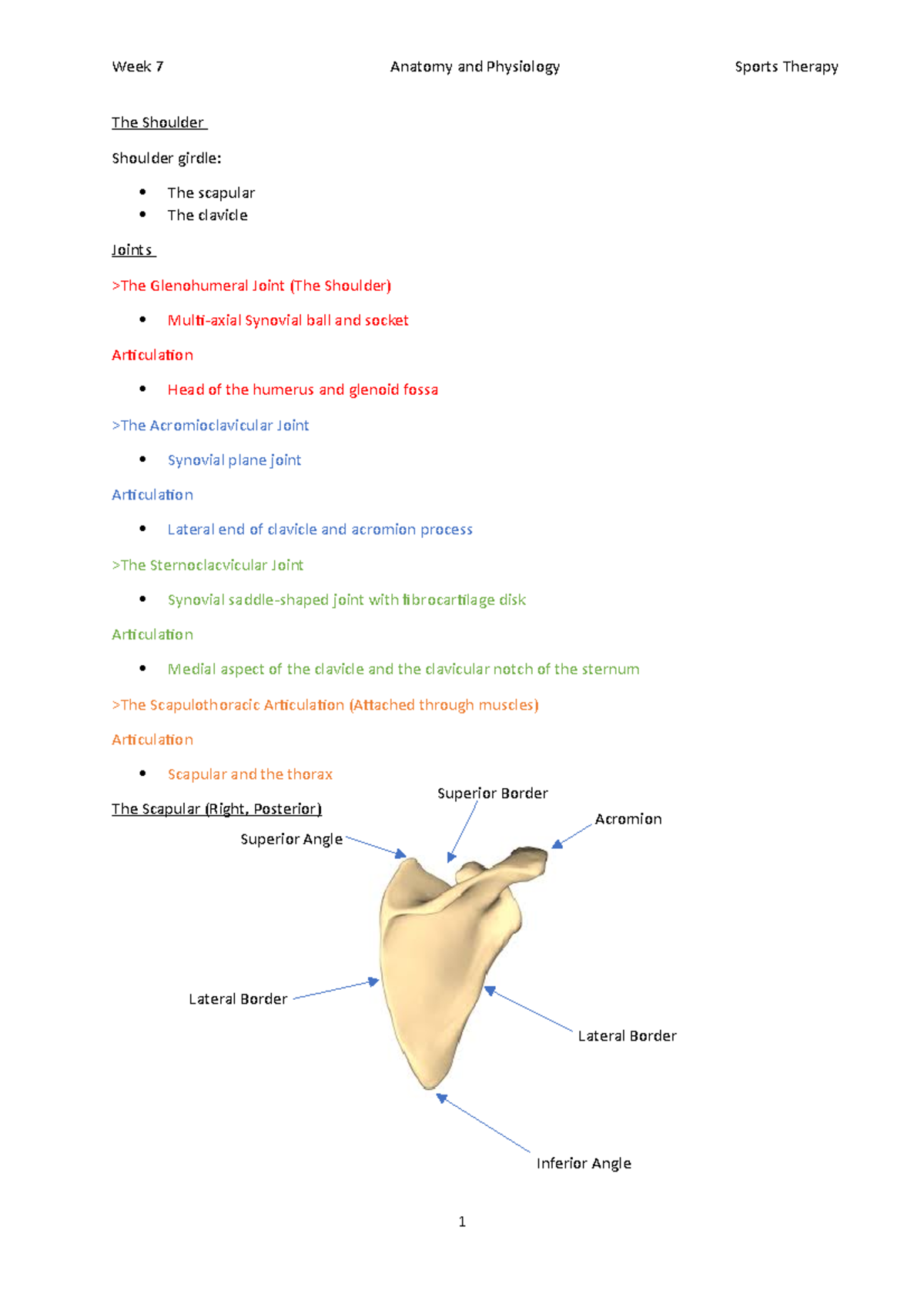 The Shoulder - Lecture notes 7 - Week 7 Anatomy and Physiology Sports ...