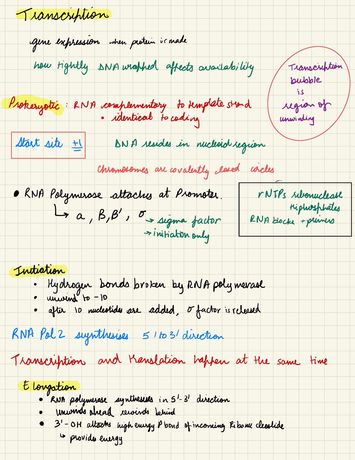 Trascription(2) - Notes on biology - Transcription gene bkfhlssion when ...