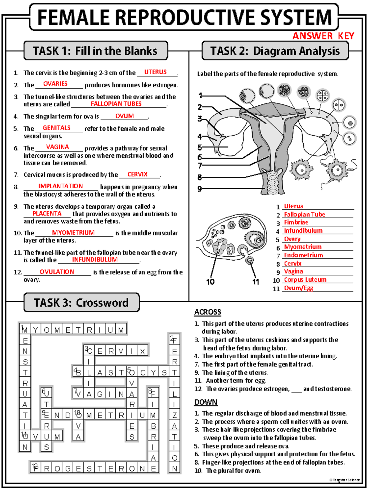 Female Reproductive System - Homework Review Worksheet - Answer Key ...