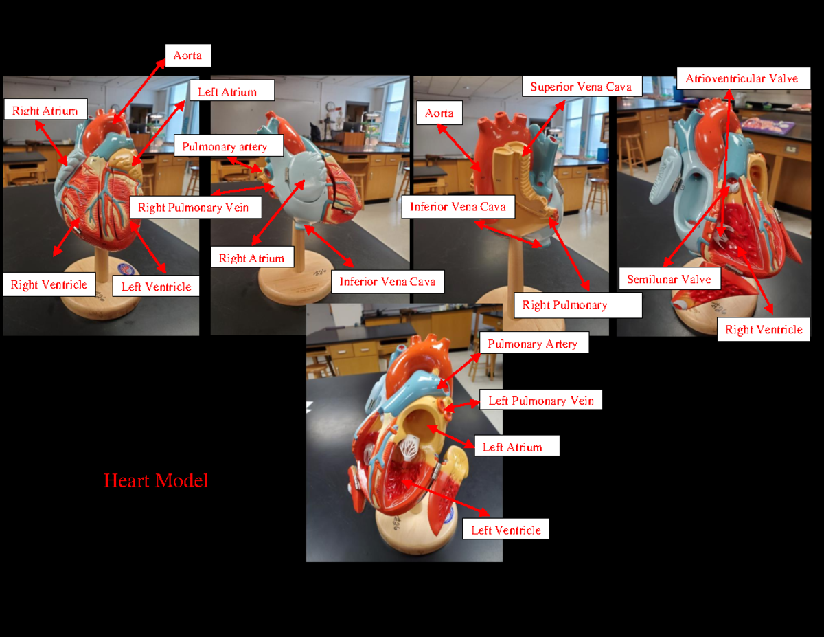 Circulatory and Respiratory Systems (labeled) - Right Atrium Left ...