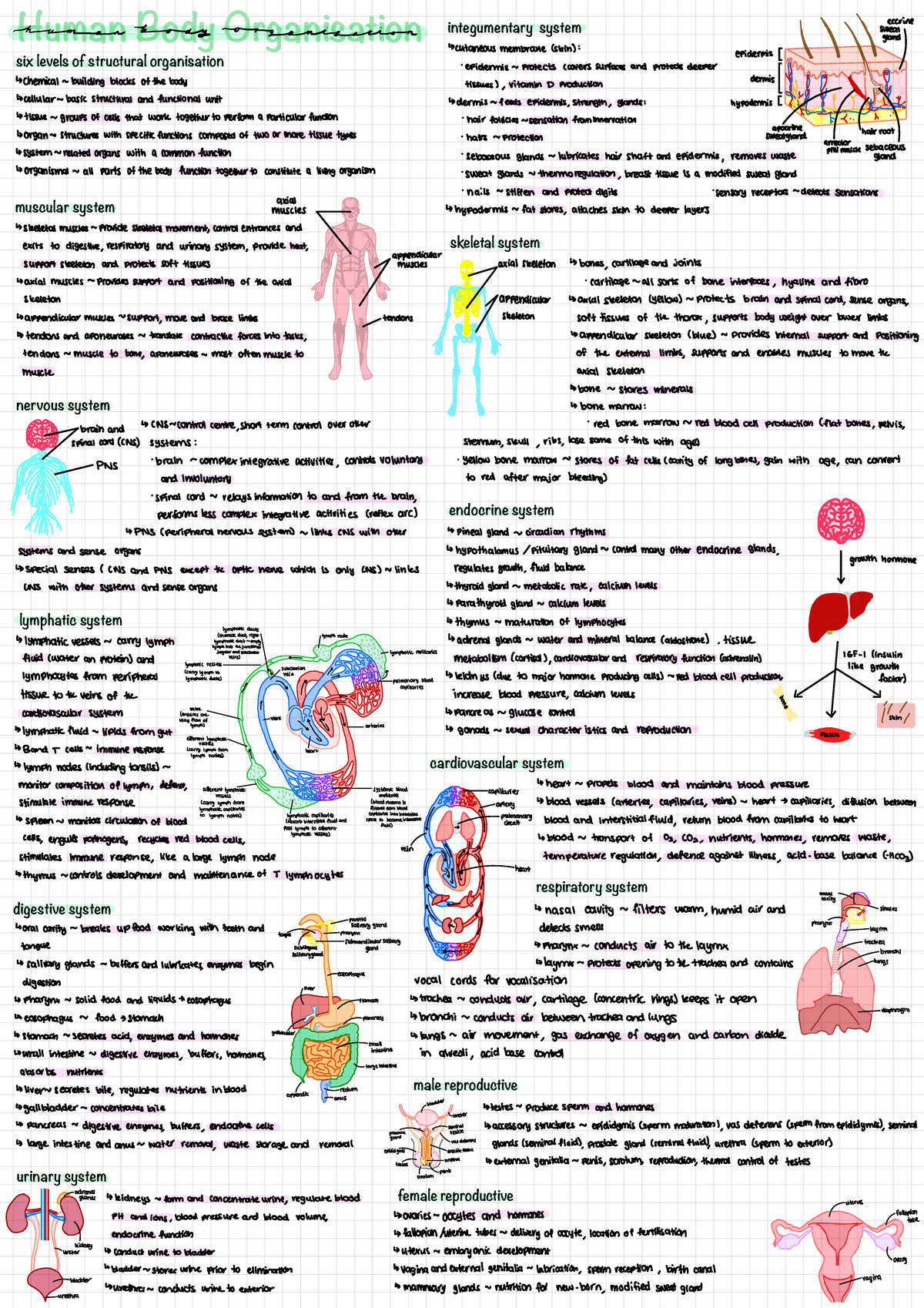 A3 Summary Page for Human Body Organisation (the eleven body systems