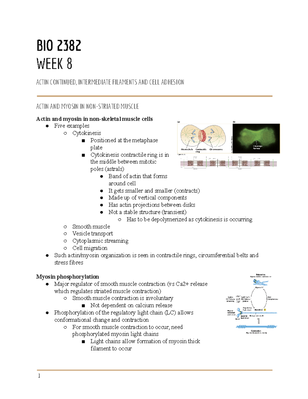 Week+8 - cell bio notes - BIO 2382 WEEK 8 ACTIN CONTINUED, INTERMEDIATE ...
