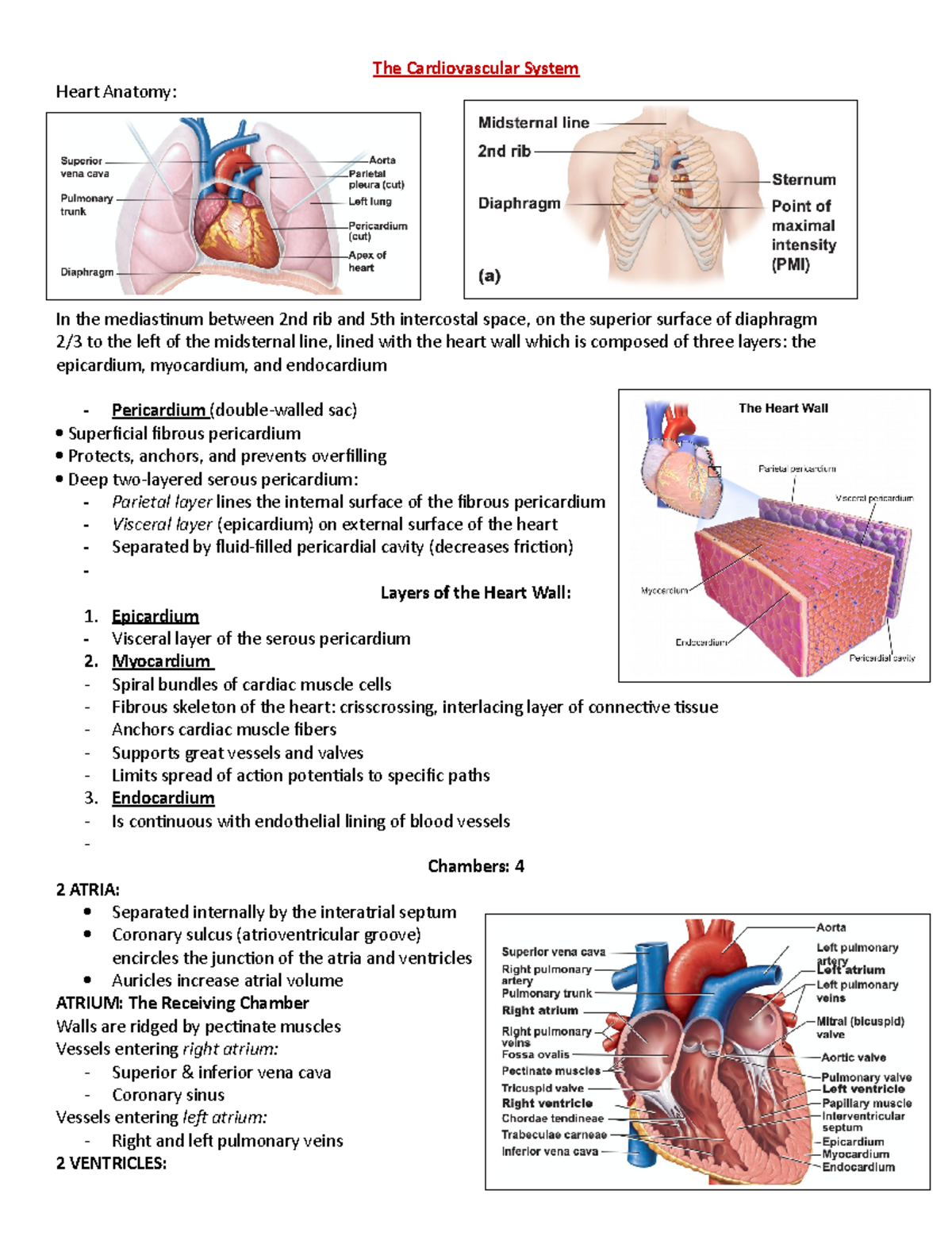 Chapter 18 - Notes - The Cardiovascular System Heart Anatomy: In the ...