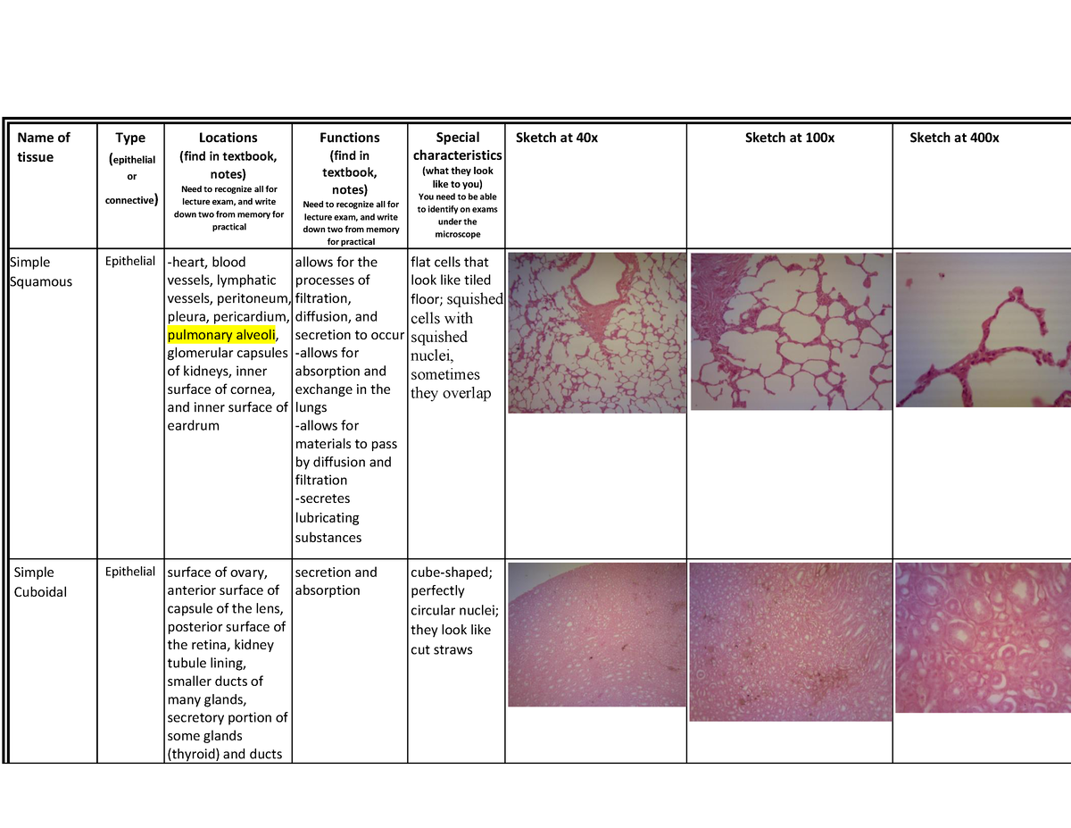histology-lab-worksheet-name-of-tissue-type-epithelial-or-connective-locations-find-in