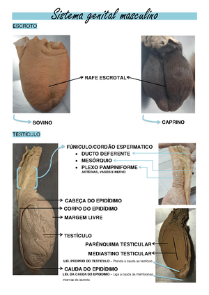 Prática Genital Feminino E Placenta - VÚLVA VAGINA Sistema genital ...