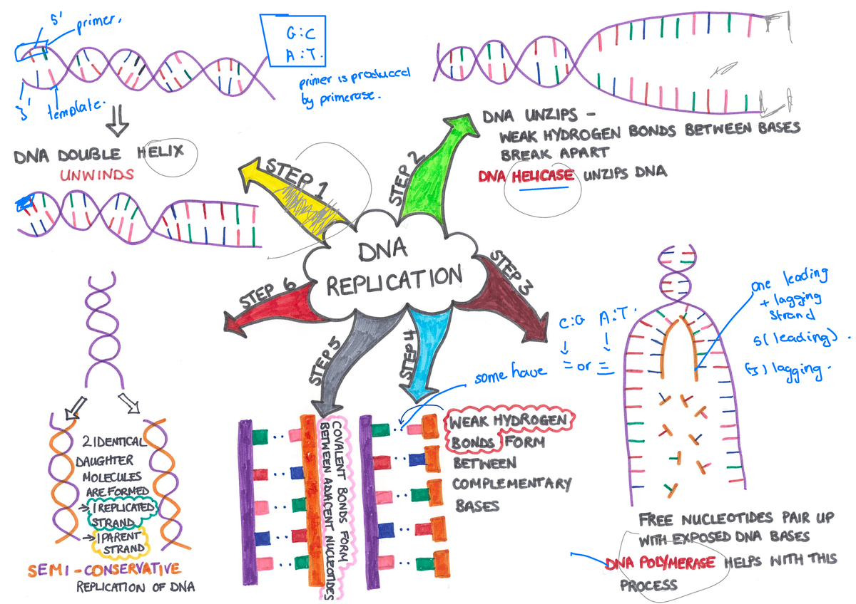 Dna replication mind map - ANHB1101 - primer , G : C i A : T ...