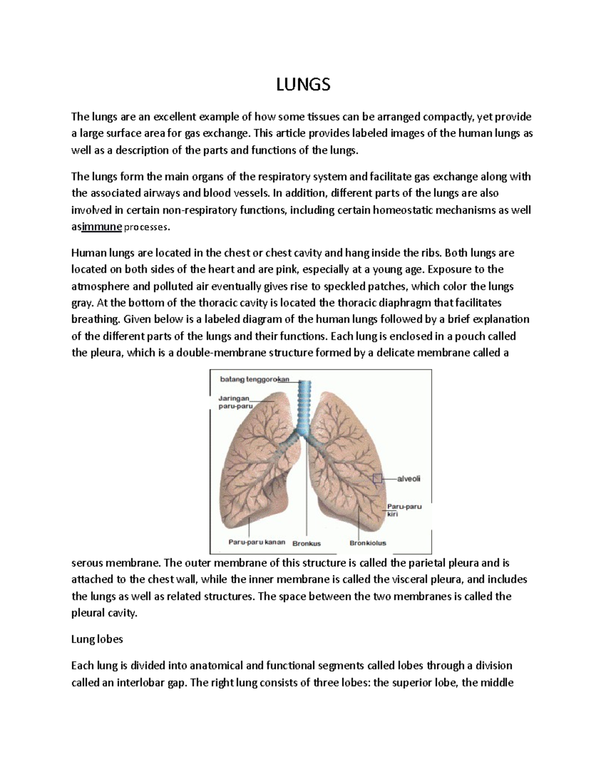 Lungs discuss - LUNGS The lungs are an excellent example of how some ...