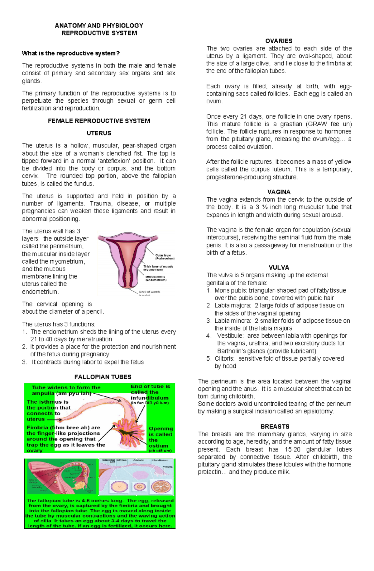 MACC Reviewer - ANATOMY AND PHYSIOLOGY REPRODUCTIVE SYSTEM What is the ...