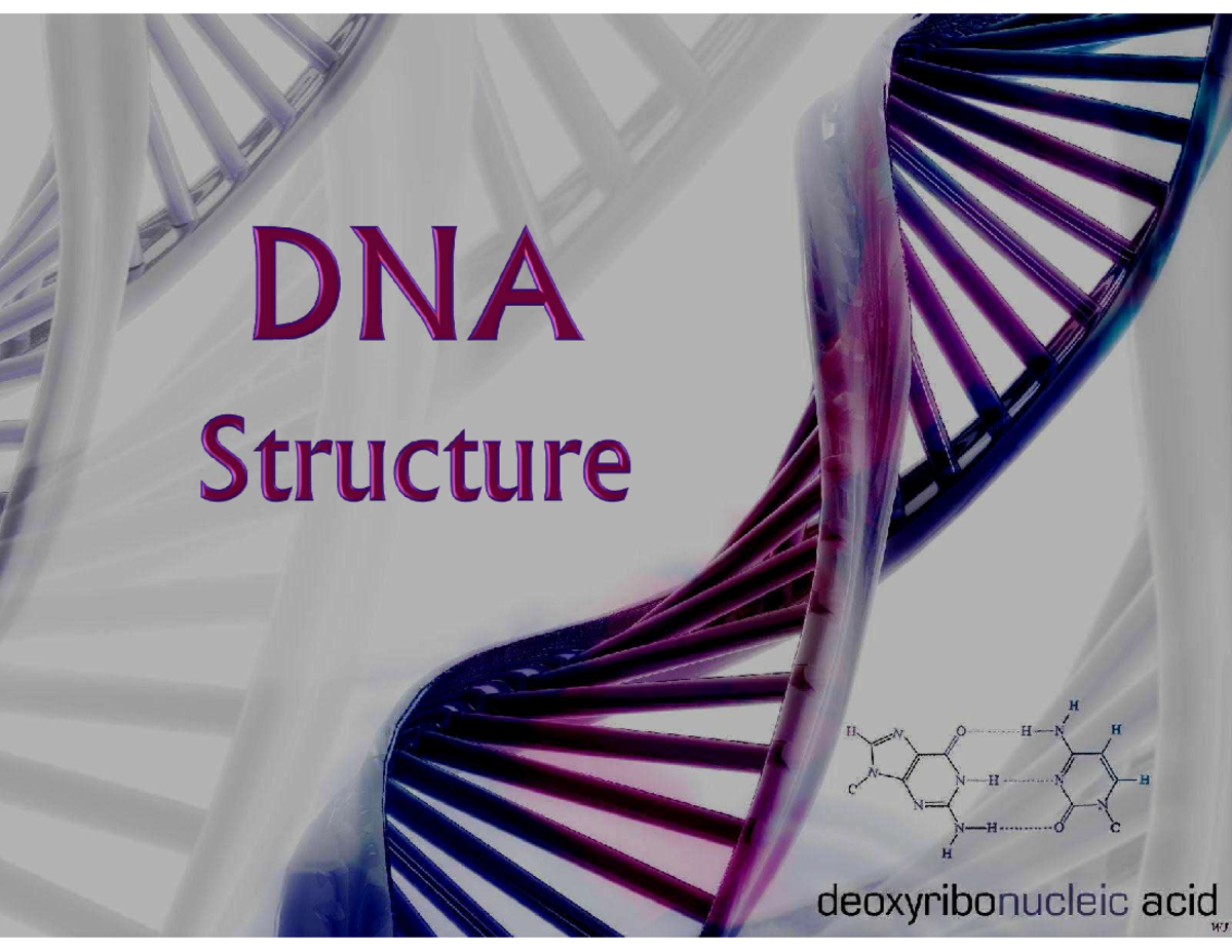 DNA structure - PRIVATE - DNA stands for Deoxyribonucleic acid ...