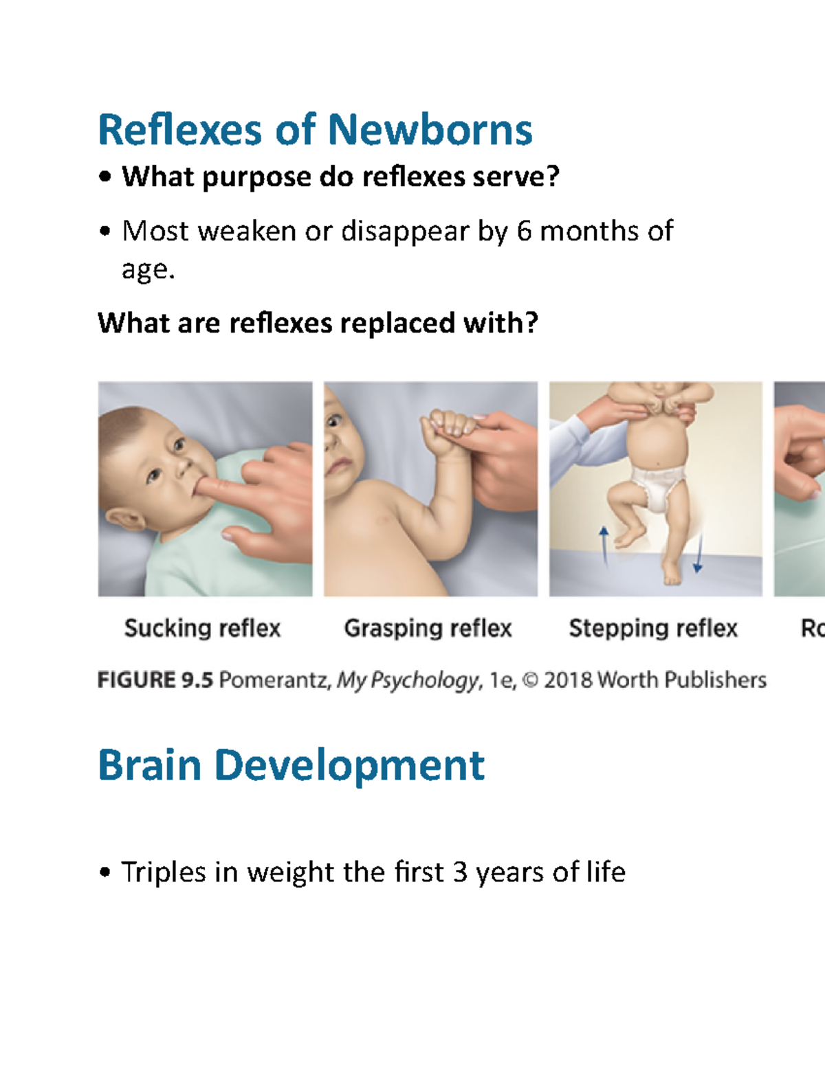 Psych 111- Chapter 9 Development - Reflexes of Newborns What purpose do ...