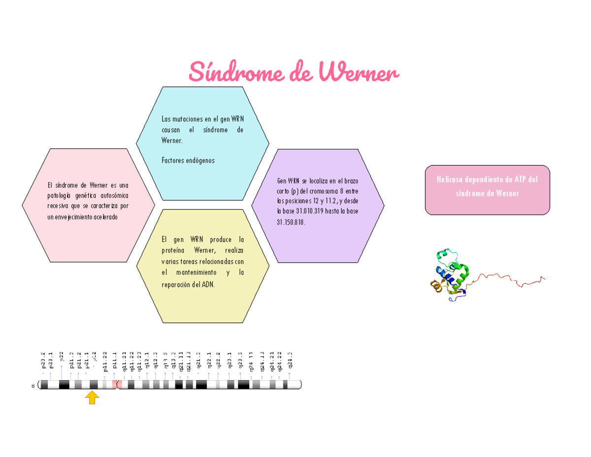 Síndrome de Werner (WRN) El síndrome de Werner es una patología