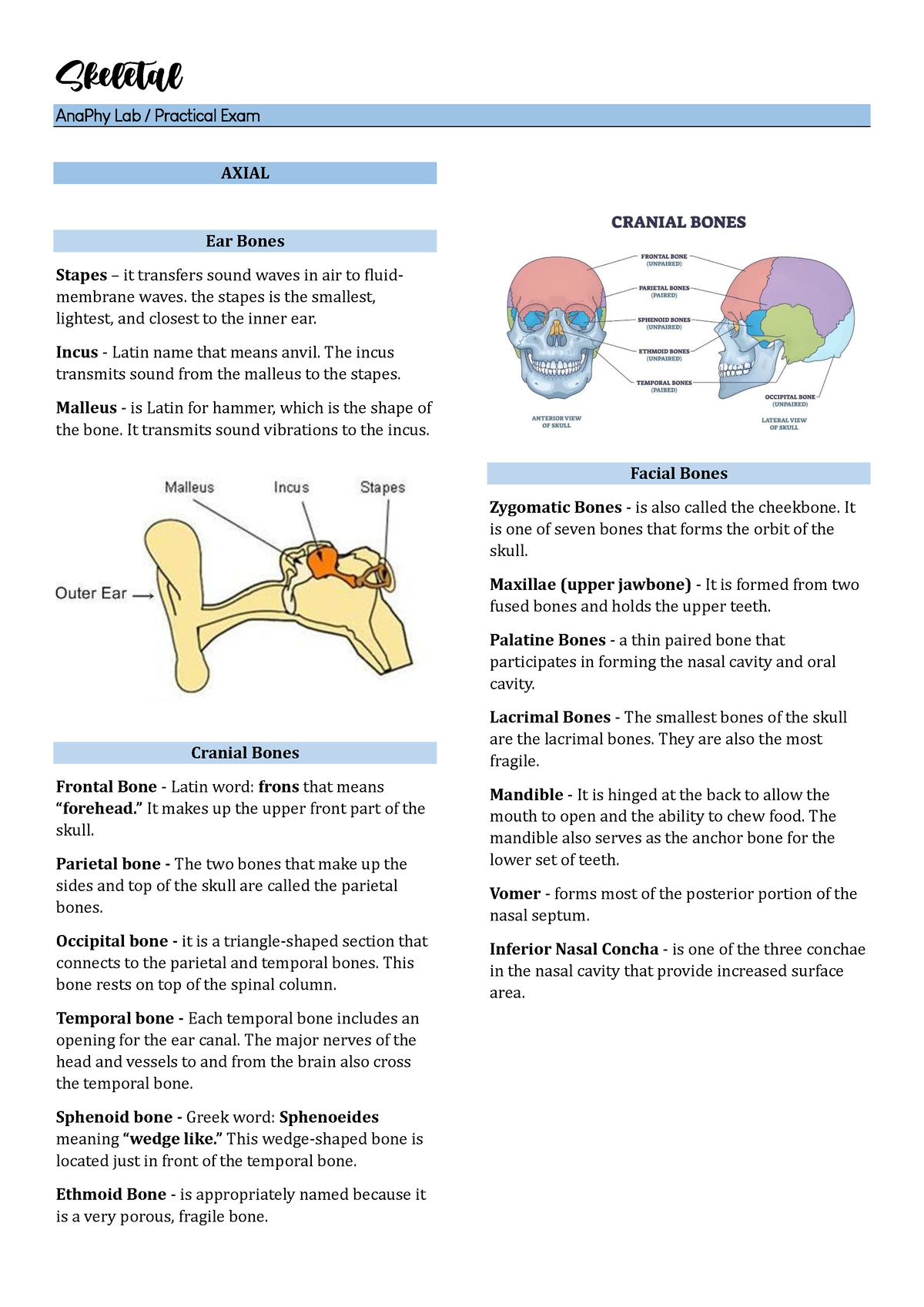 Skeletal - bones and their functions - AnaPhy Lab / Practical Exam ...