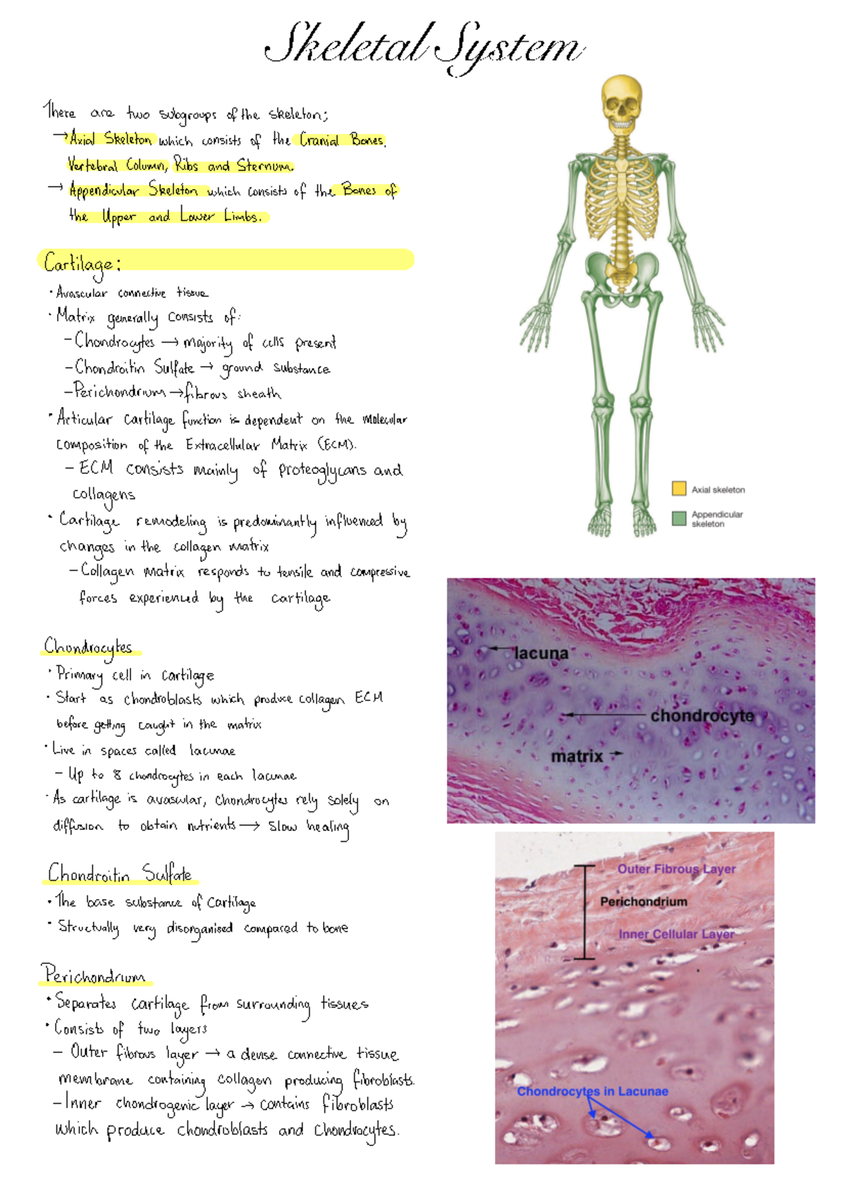 Skeletal System: Axial and Appendicular Skeleton Cartilage and Bones ...