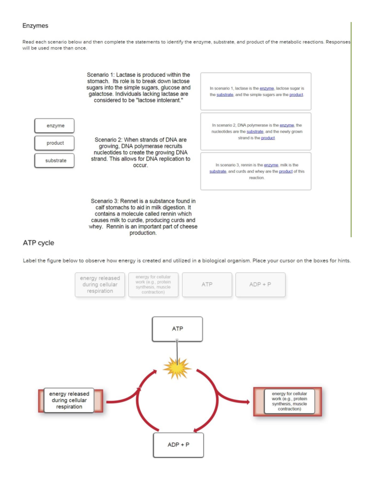 Mc Graw Hill Education Connect Biology Chapter 5 Hw Enzymes Read Each Scenario Below And Then