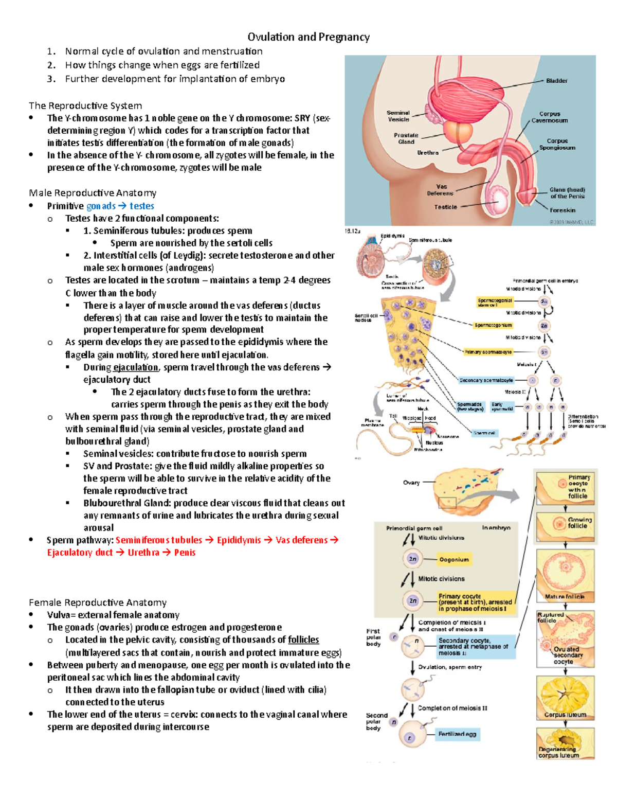3. Ovulation and Pregnancy Normal cycle of ovulation and menstruation