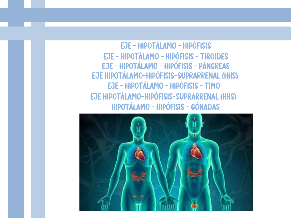 ANATOMÍA HUMANA - Eje - Hipot·lamo – HipÛfisis Eje - Hipot·lamo ...