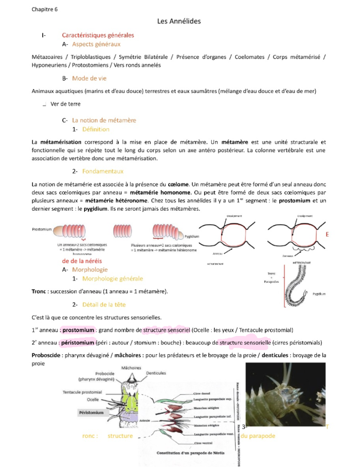 Les Annélides - Cours - Licence Chimie parcours Chimie - Biologie ...