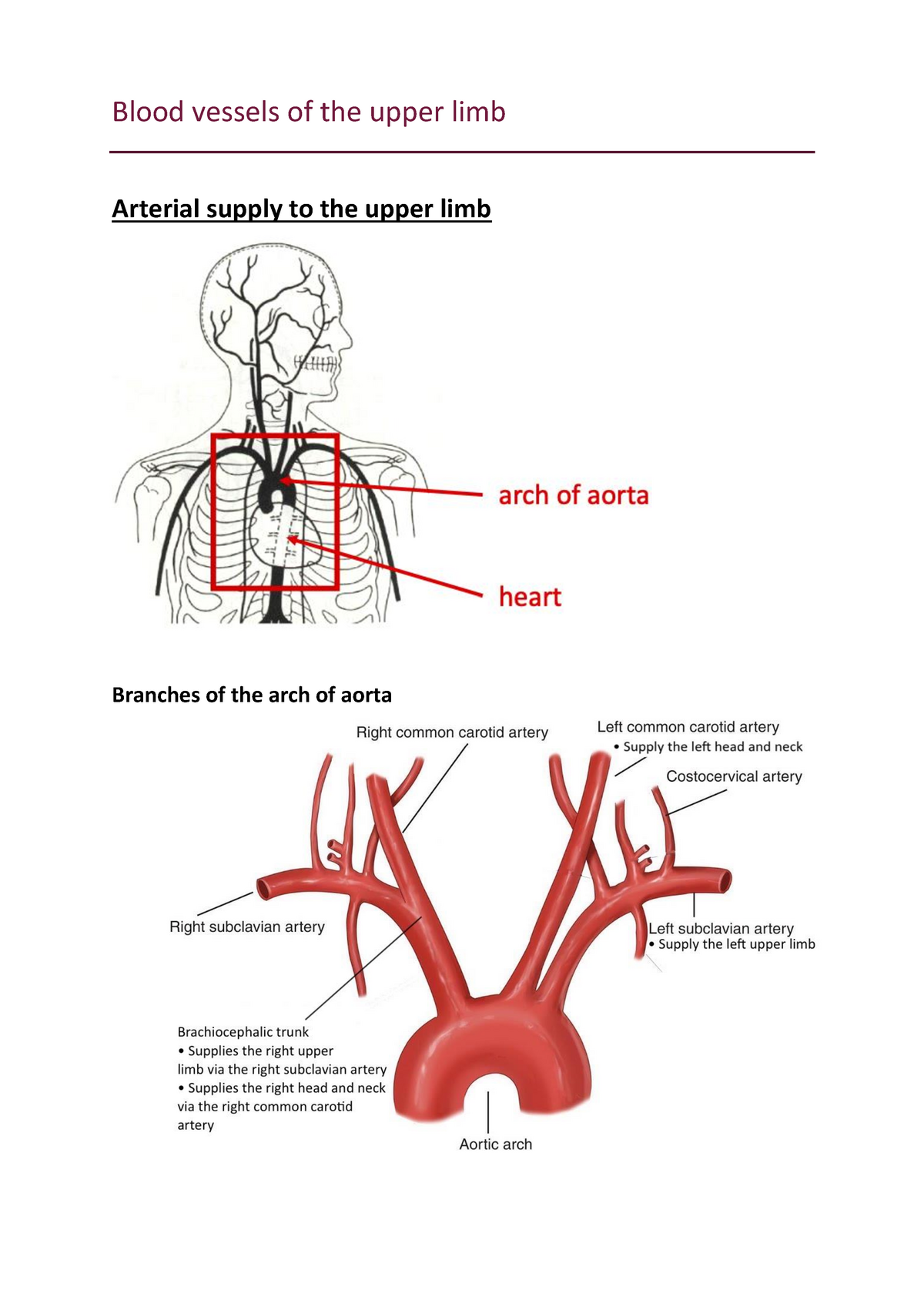 Upper limb blood vessels - WikiLectures