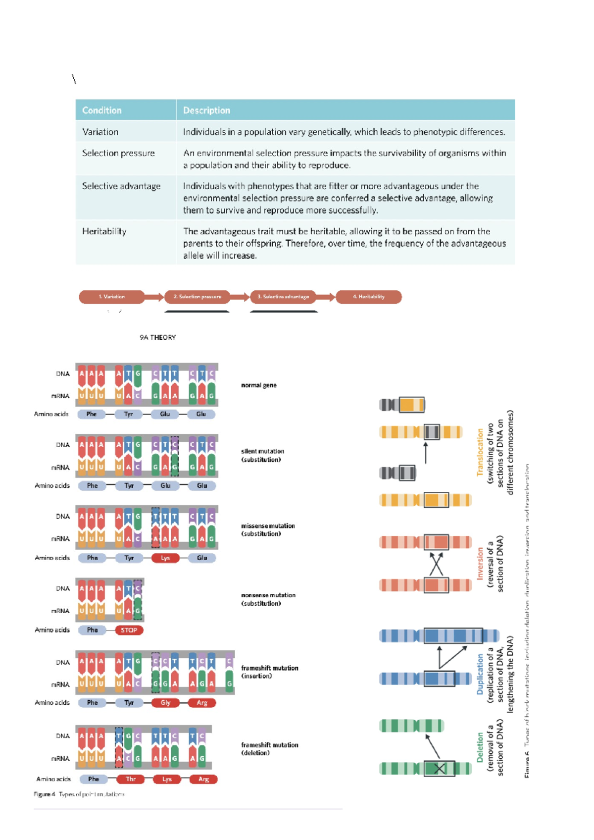 Print for bio - study noted for biology - Condition Description ...