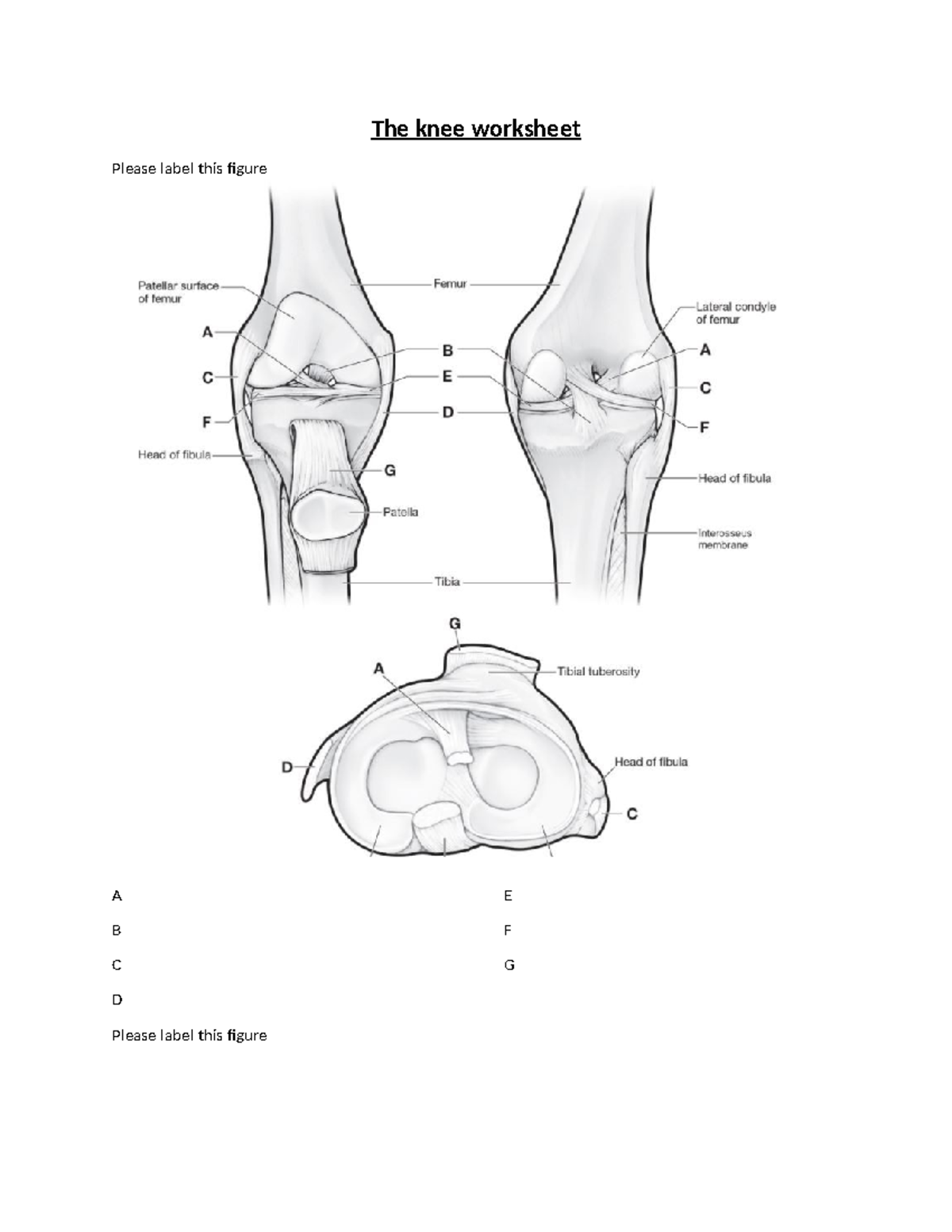 The Knee Worksheet - PSY1101 - The Knee Worksheet Please Label This ...