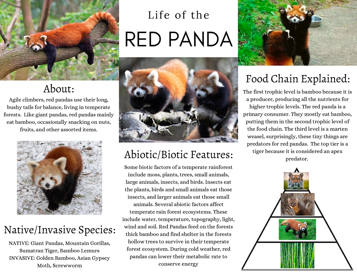 7 Things You Didn't Know About Red Pandas - Scientific American Blog Network