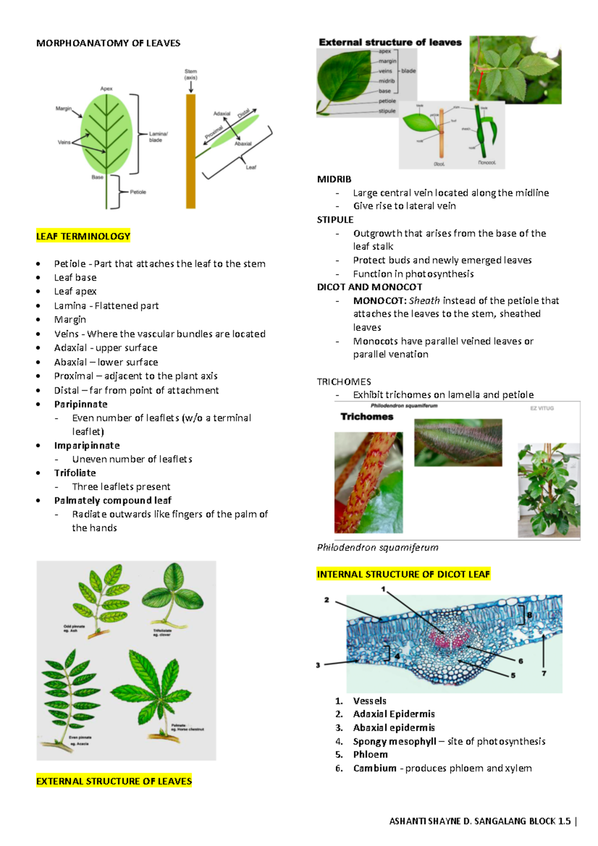 Morphoanatomy OF Leaves-1 - ASHANTI SHAYNE D. SANGALANG BLOCK 1 ...