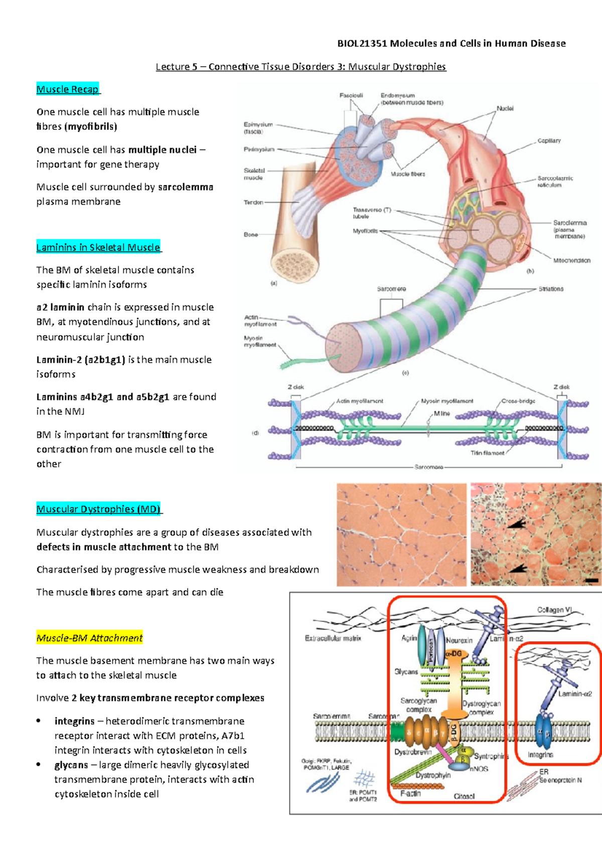 Lecture 5 – Connective Tissue Disorders 3 Muscular Dystrophies ...