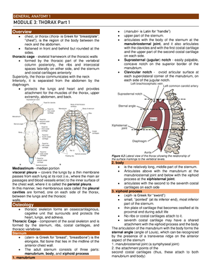 Medicine Keys for Internal Medicine - The transverse thoracic plane lies at  the level of the sternal angle/Angle of Louis (at the level of the 2nd  intercostal space) and intervertebral disc between