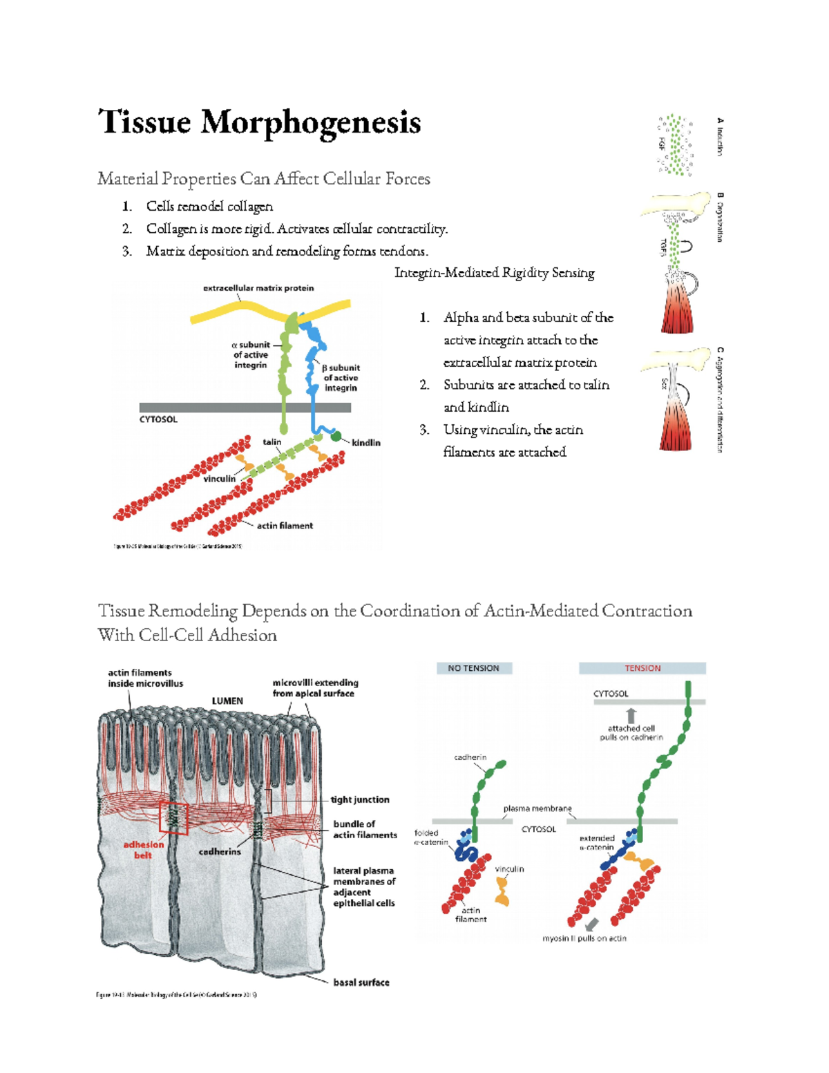 Tissue Morphogenesis - Tissue Morphogenesis Material Properties Can ...