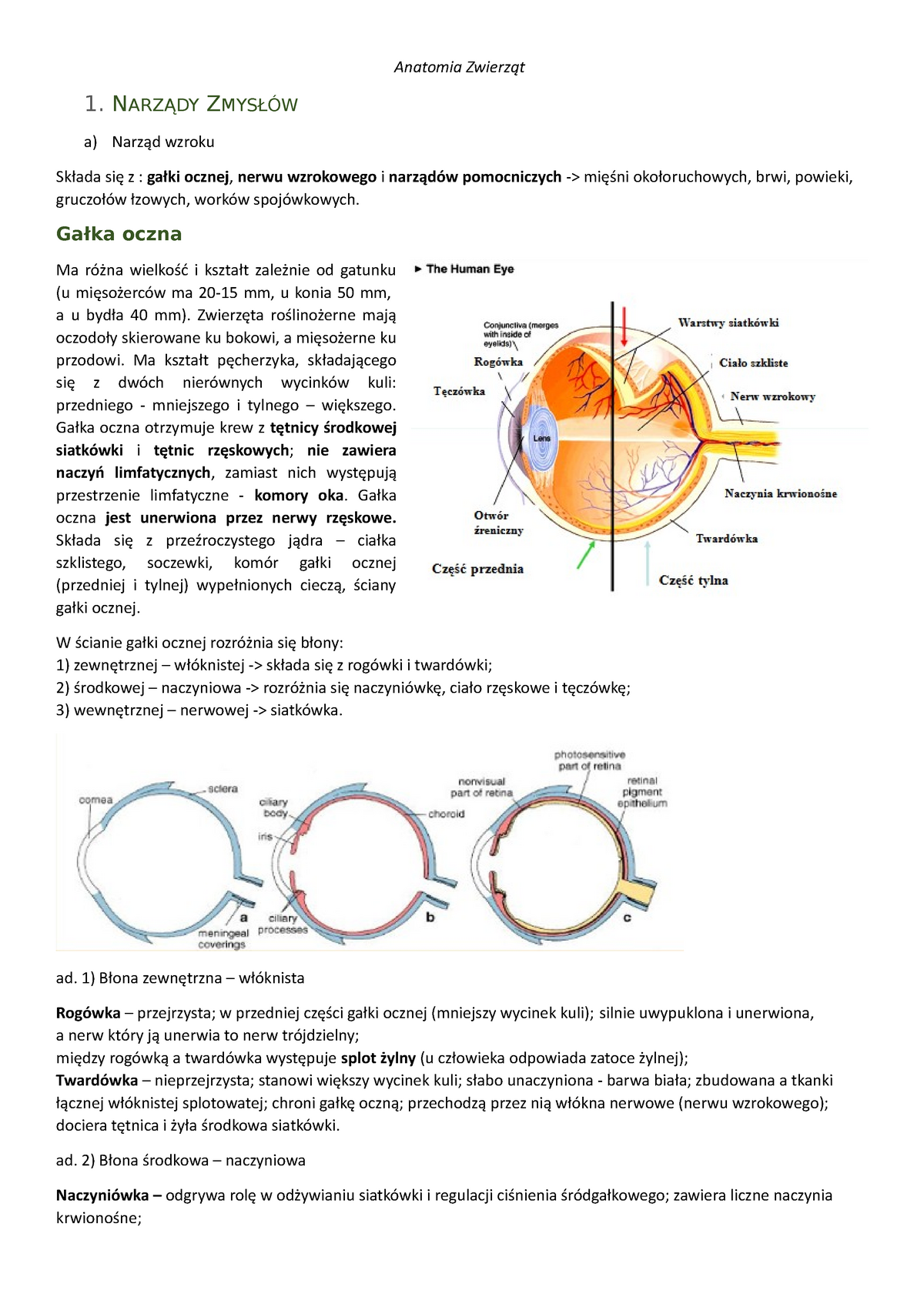 Narządy Zmysłów Układ Nerwowy Anatomia Zwierząt 1Ądy ZmysŁÓw A Narząd Wzroku Składa Się Z 3173