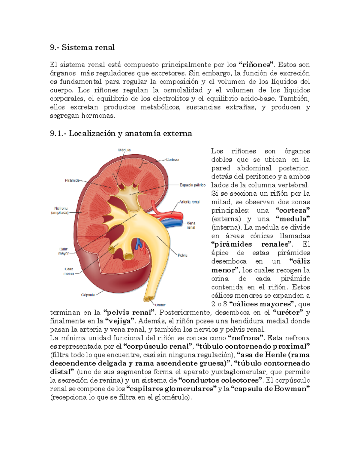 Fisiologia Renal