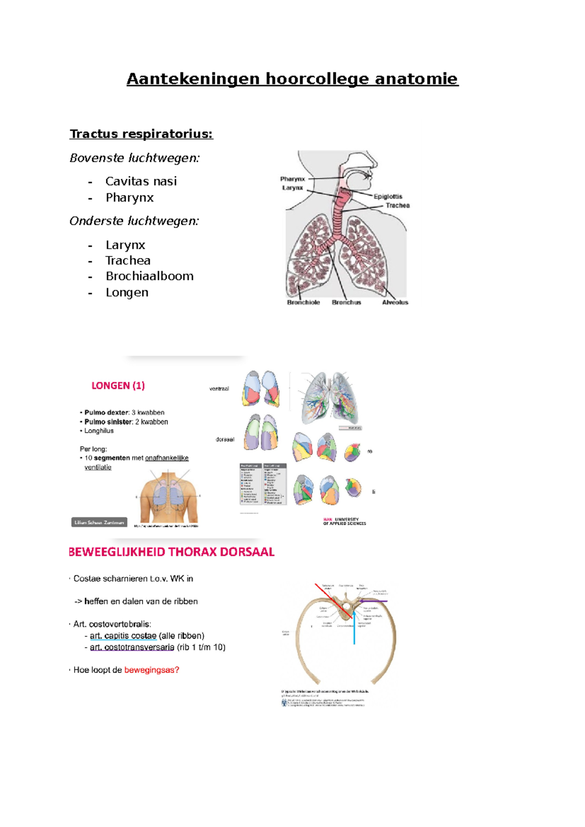 Aantekeningen hoorcollege anatomie - Aantekeningen hoorcollege anatomie ...