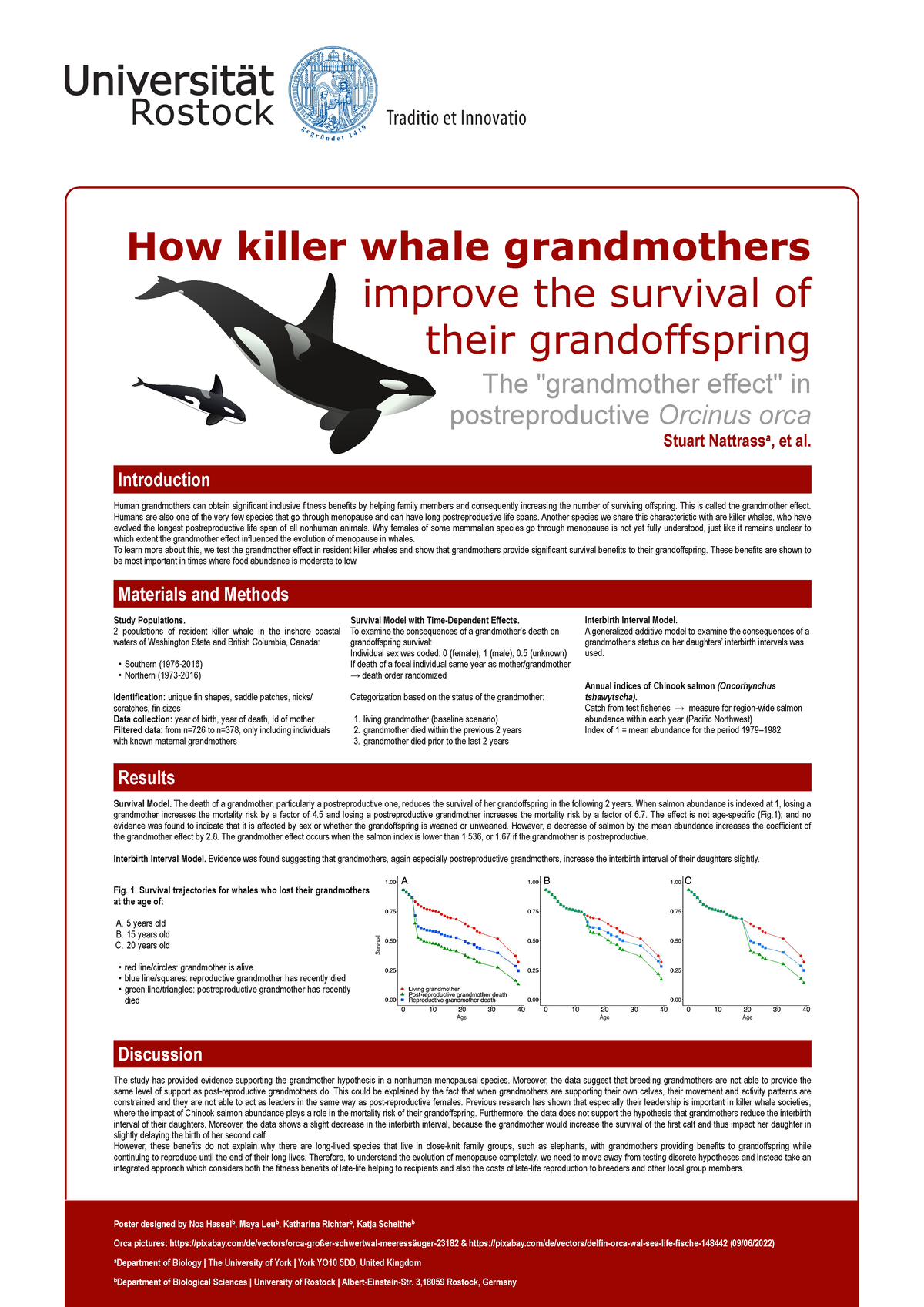 The grandmother effect in killer whales - How killer whale grandmothers  improve the survival of - Studocu