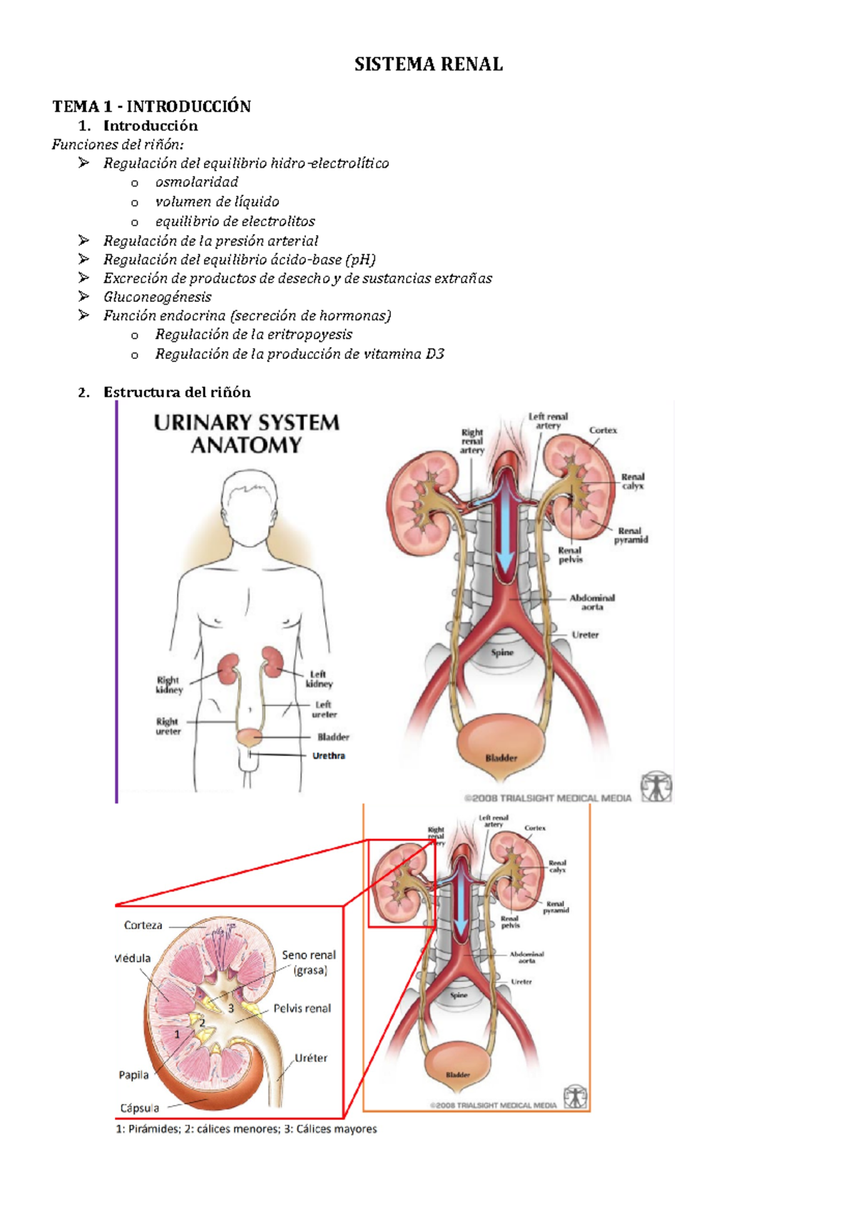 Fisiología- Sistema Renal - SISTEMA RENAL TEMA 1 - INTRODUCCIÓN 1 ...