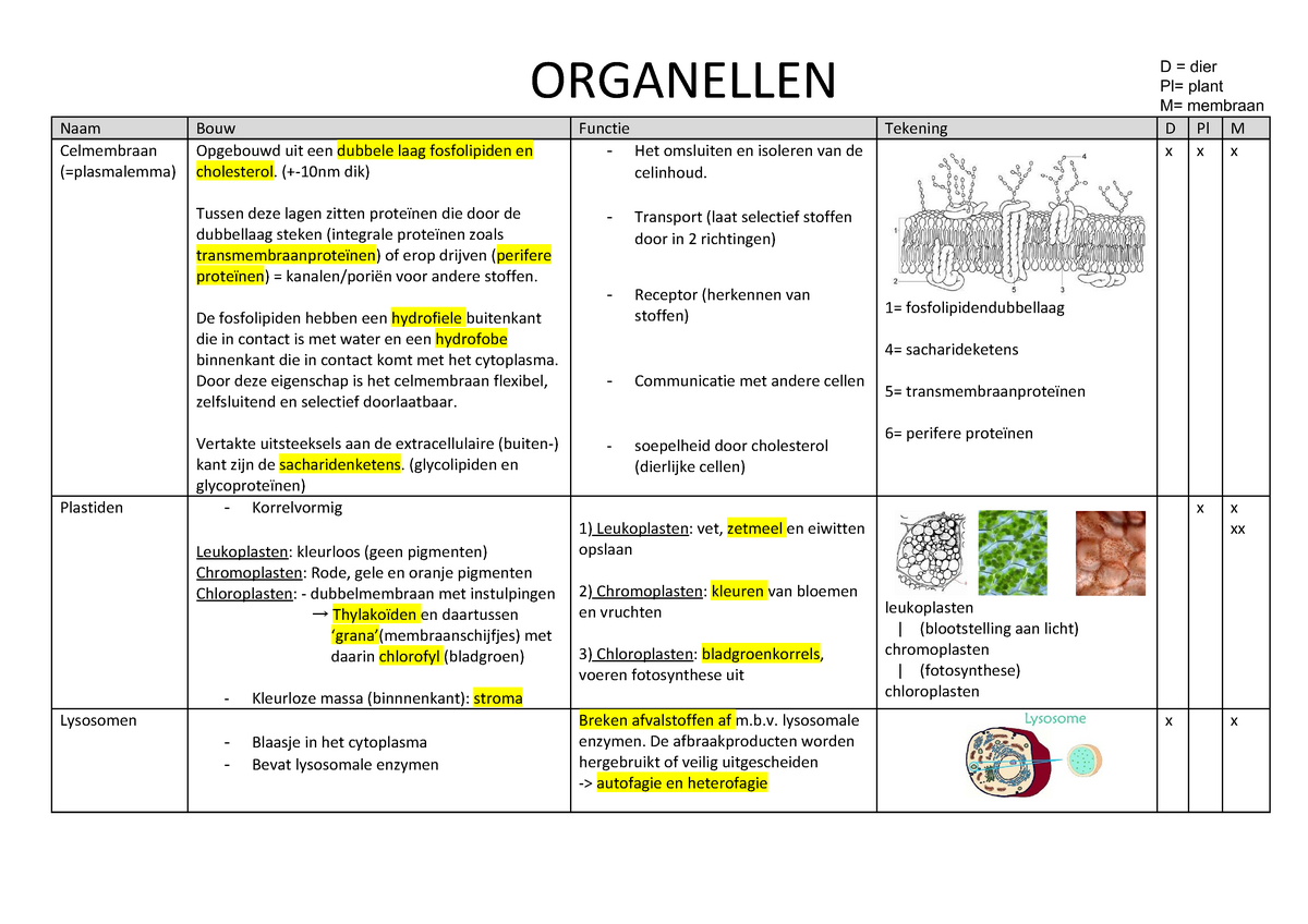 Celbiologie: Organellen - ORGANELLEN Naam Celmembraan Bouw Opgebouwd ...