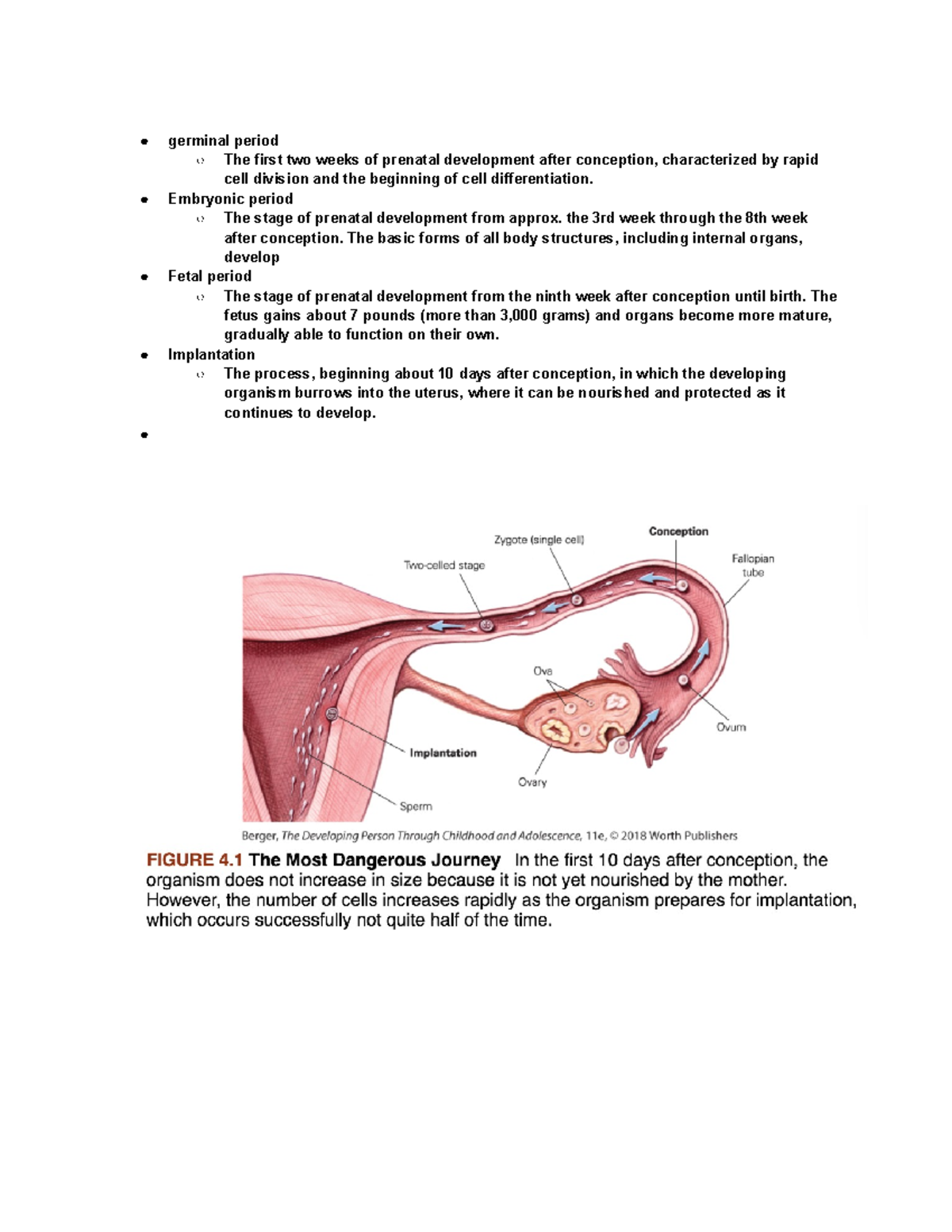 HDE100A - ch 4 - chapter notes - germinal period The first two weeks of ...